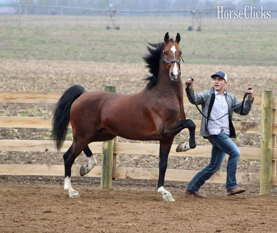 Michigan "N Miss Kelly DMS" Bay Mare Dutch Warmblood