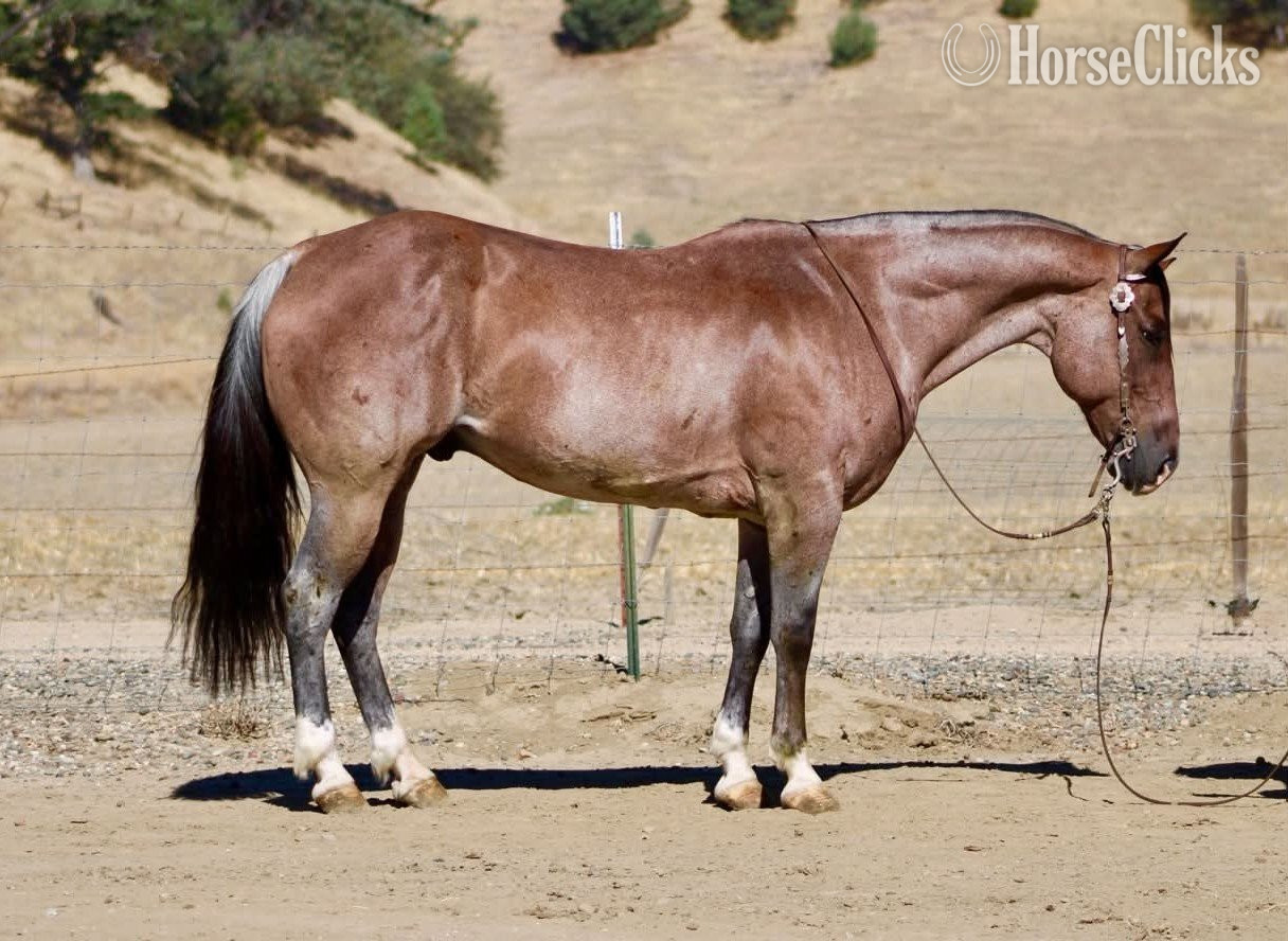 "BOONDOCK" Red Roan Gelding Quarter Horse in California