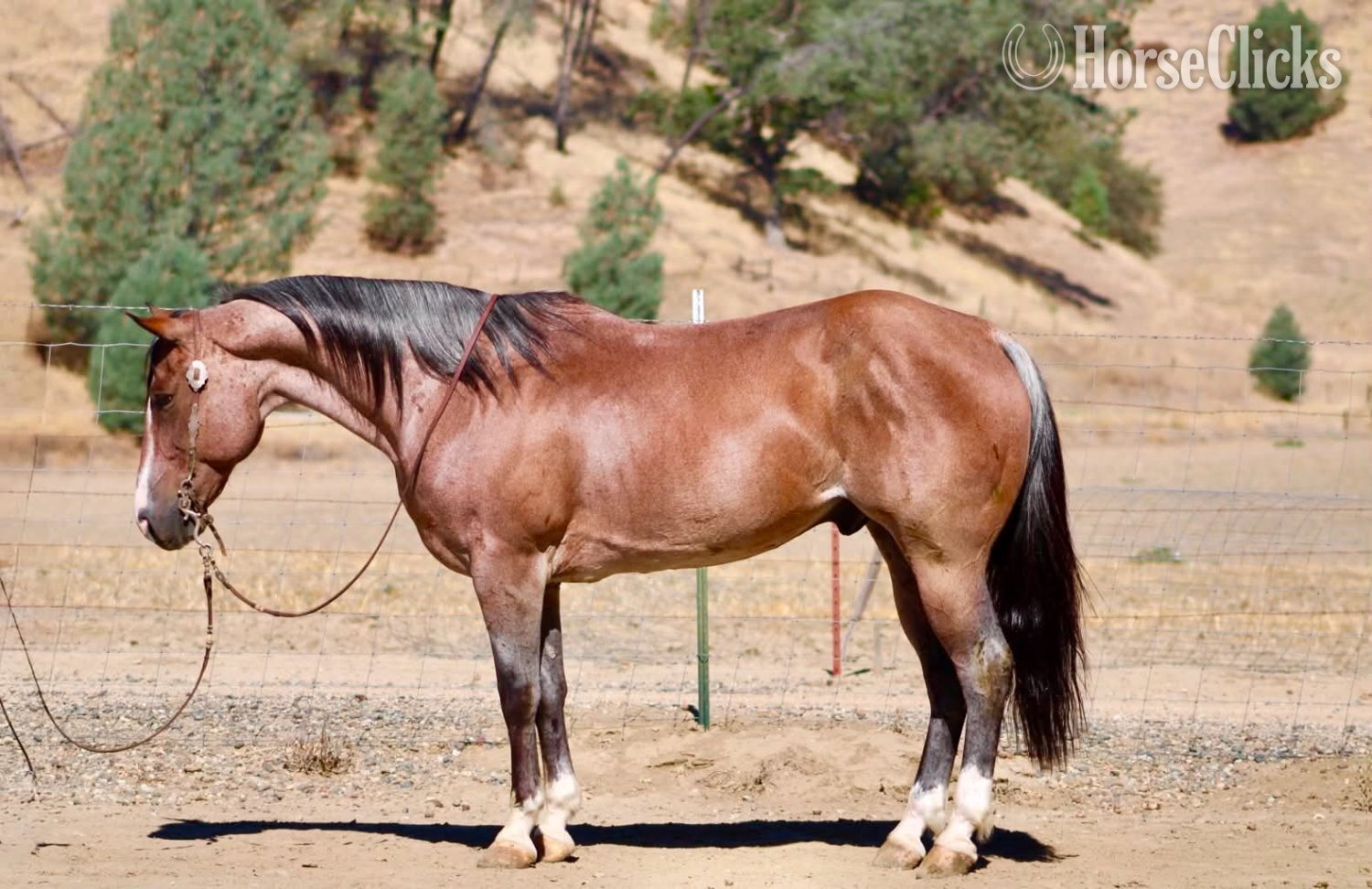 "BOONDOCK" Red Roan Gelding Quarter Horse