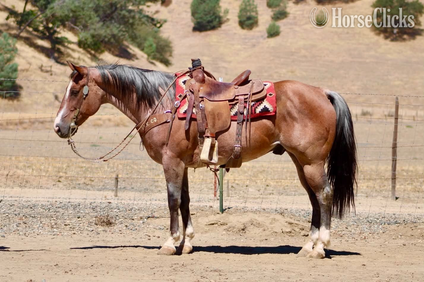 California "BOONDOCK" Red Roan Gelding Quarter Horse