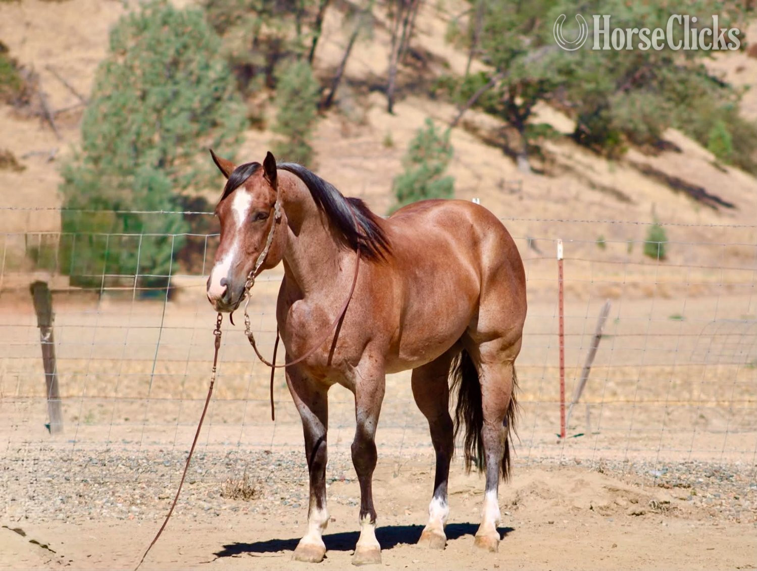 "BOONDOCK" Red Roan Gelding Quarter Horse - Quarter Horse in California