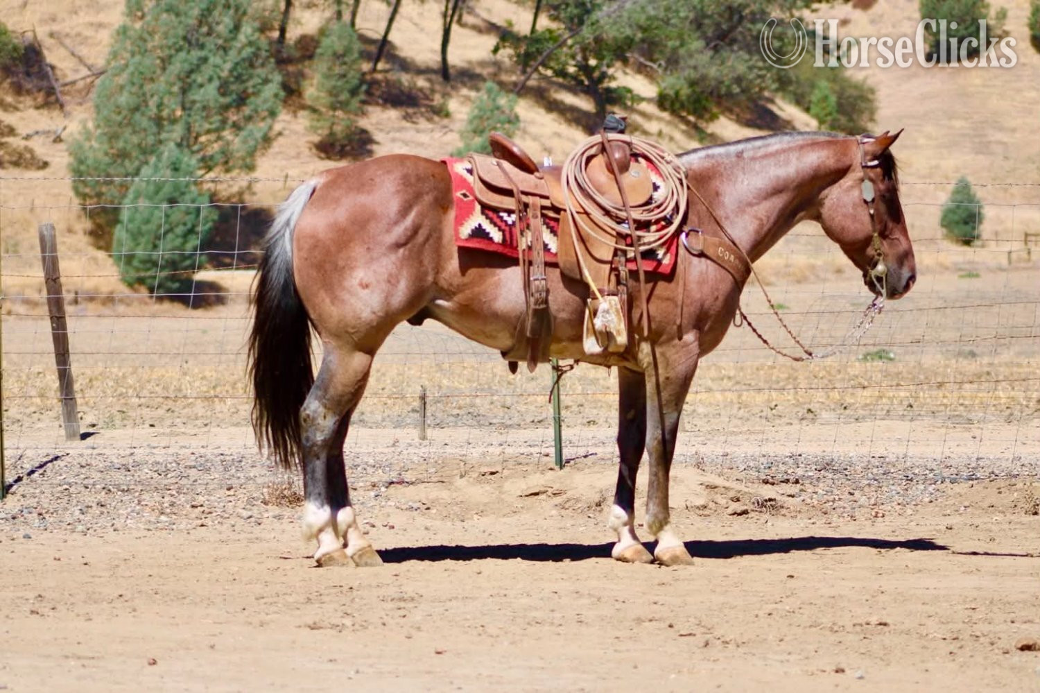 "BOONDOCK" Red Roan Gelding Quarter Horse - Quarter Horse