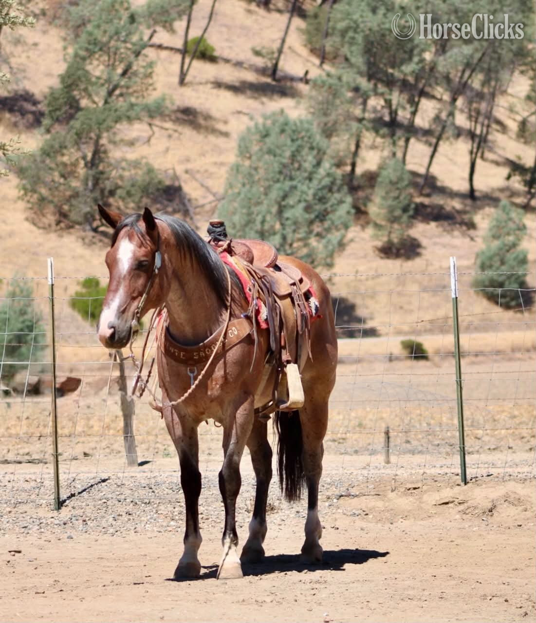 "BOONDOCK" Red Roan Gelding Quarter Horse California