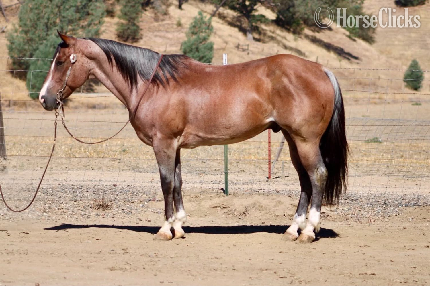 Quarter Horse - "BOONDOCK" Red Roan Gelding Quarter Horse in California