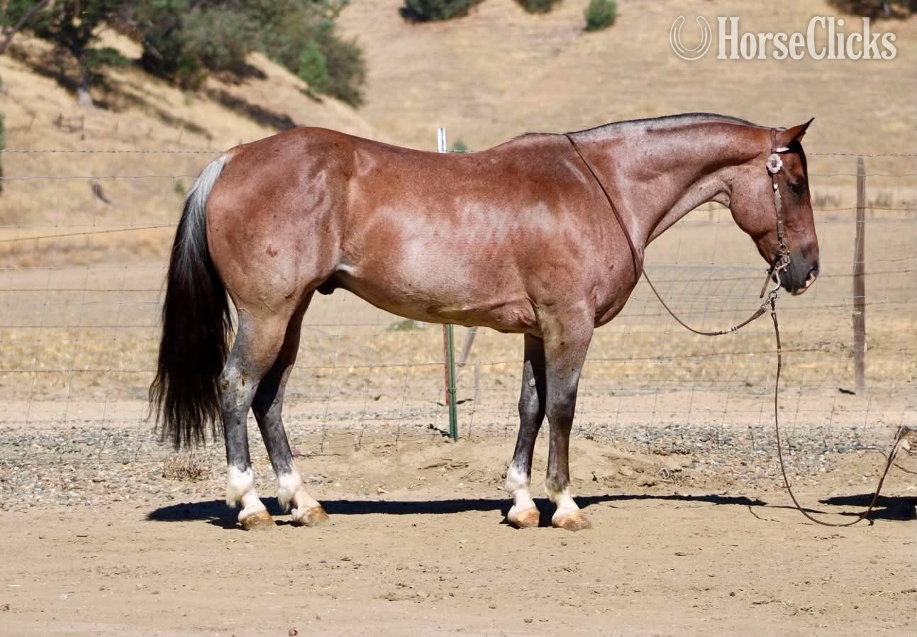 Quarter Horse - "BOONDOCK" Red Roan Gelding Quarter Horse