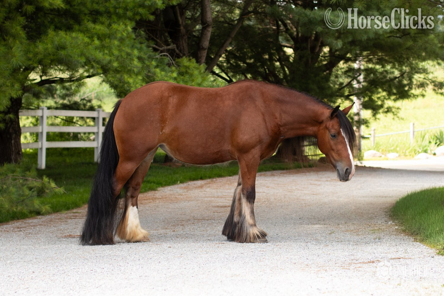 "AKH Butterscotch " Bay Mare Gypsy Vanner