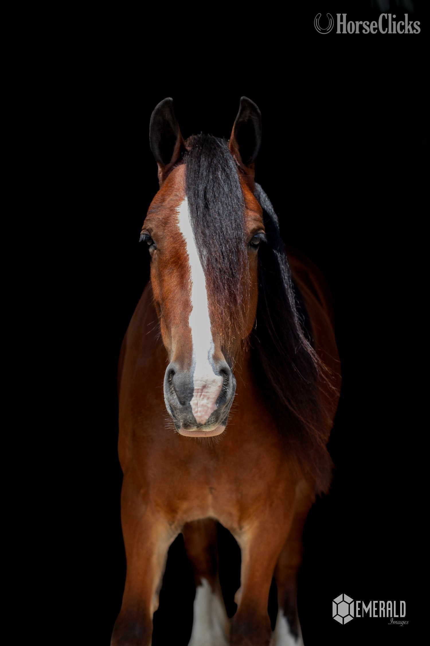 Ohio "AKH Butterscotch " Bay Mare Gypsy Vanner