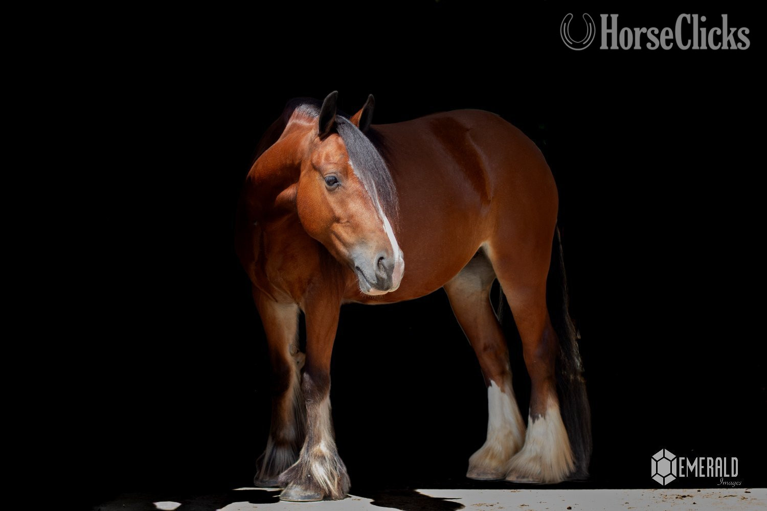 "AKH Butterscotch " Bay Mare Gypsy Vanner - Gypsy Vanner in Ohio