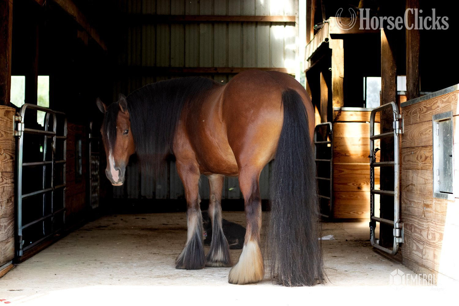 "AKH Butterscotch " Bay Mare Gypsy Vanner - Gypsy Vanner