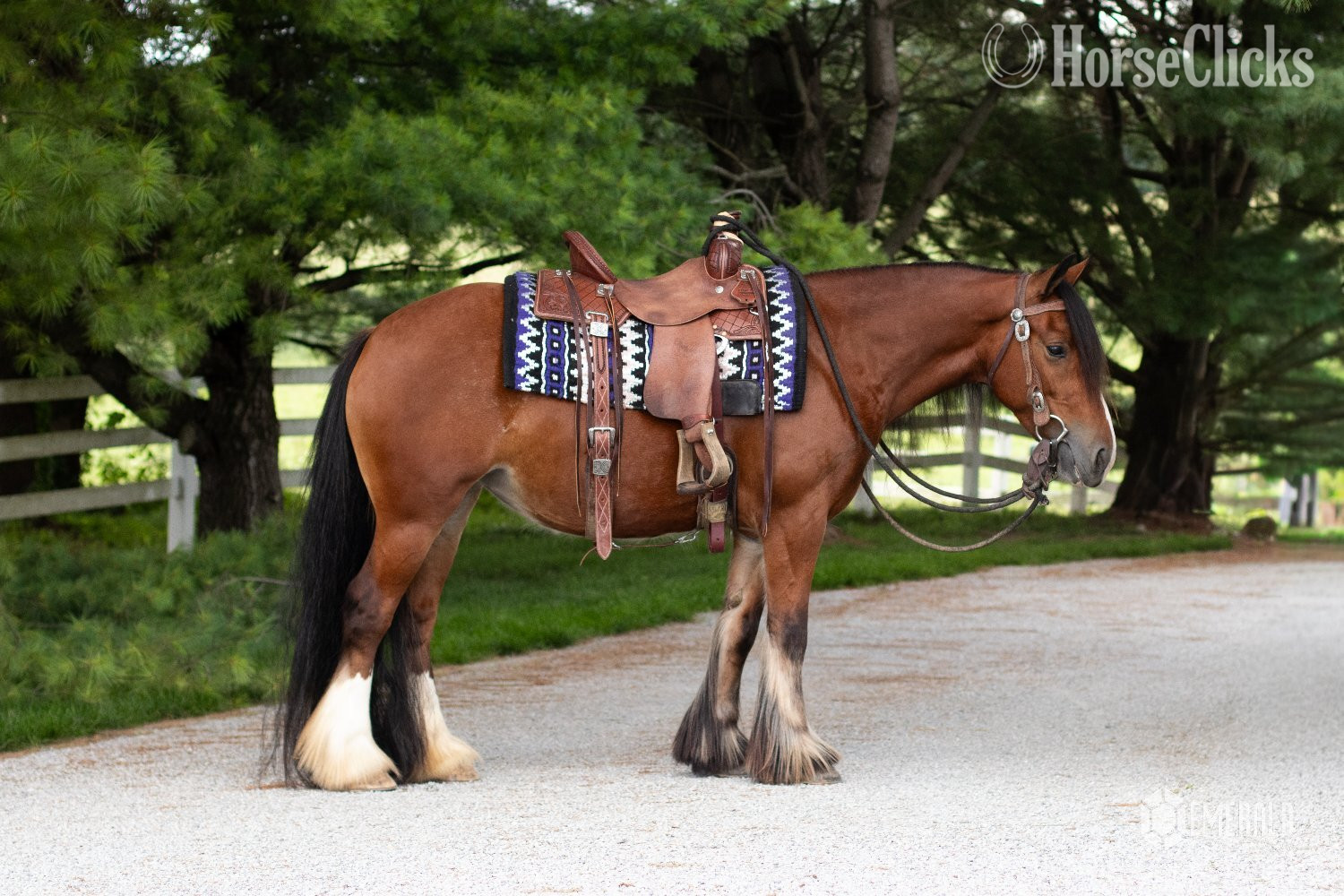 "AKH Butterscotch " Bay Mare Gypsy Vanner Ohio