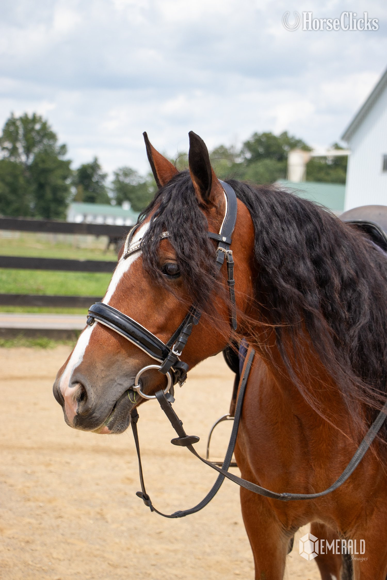 Gypsy Vanner - "AKH Butterscotch " Bay Mare Gypsy Vanner