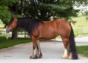 "AKH Butterscotch " Bay Mare Gypsy Vanner