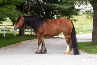 "AKH Butterscotch " Bay Mare Gypsy Vanner
