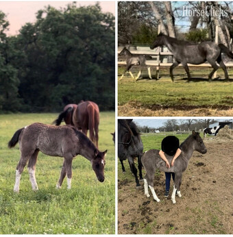 "Sapphire" Blue Roan Filly Gypsy Vanner