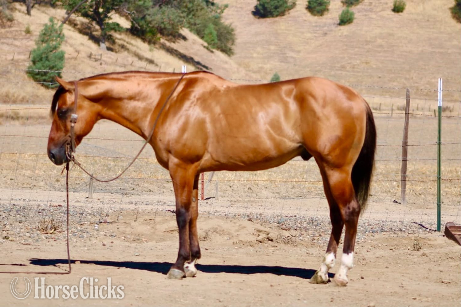 "ALAMO" Dun Gelding Quarter Horse in California
