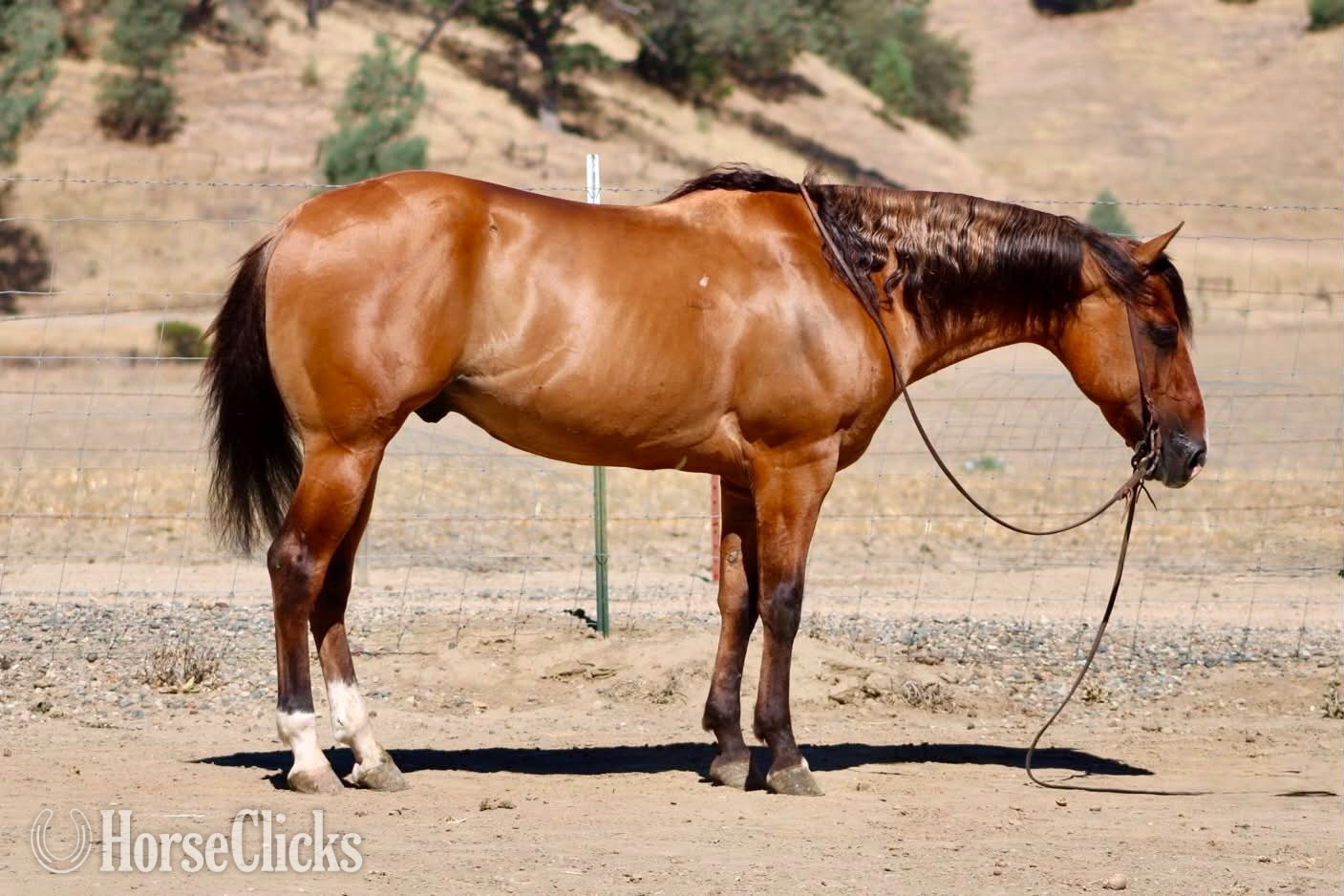 "ALAMO" Dun Gelding Quarter Horse