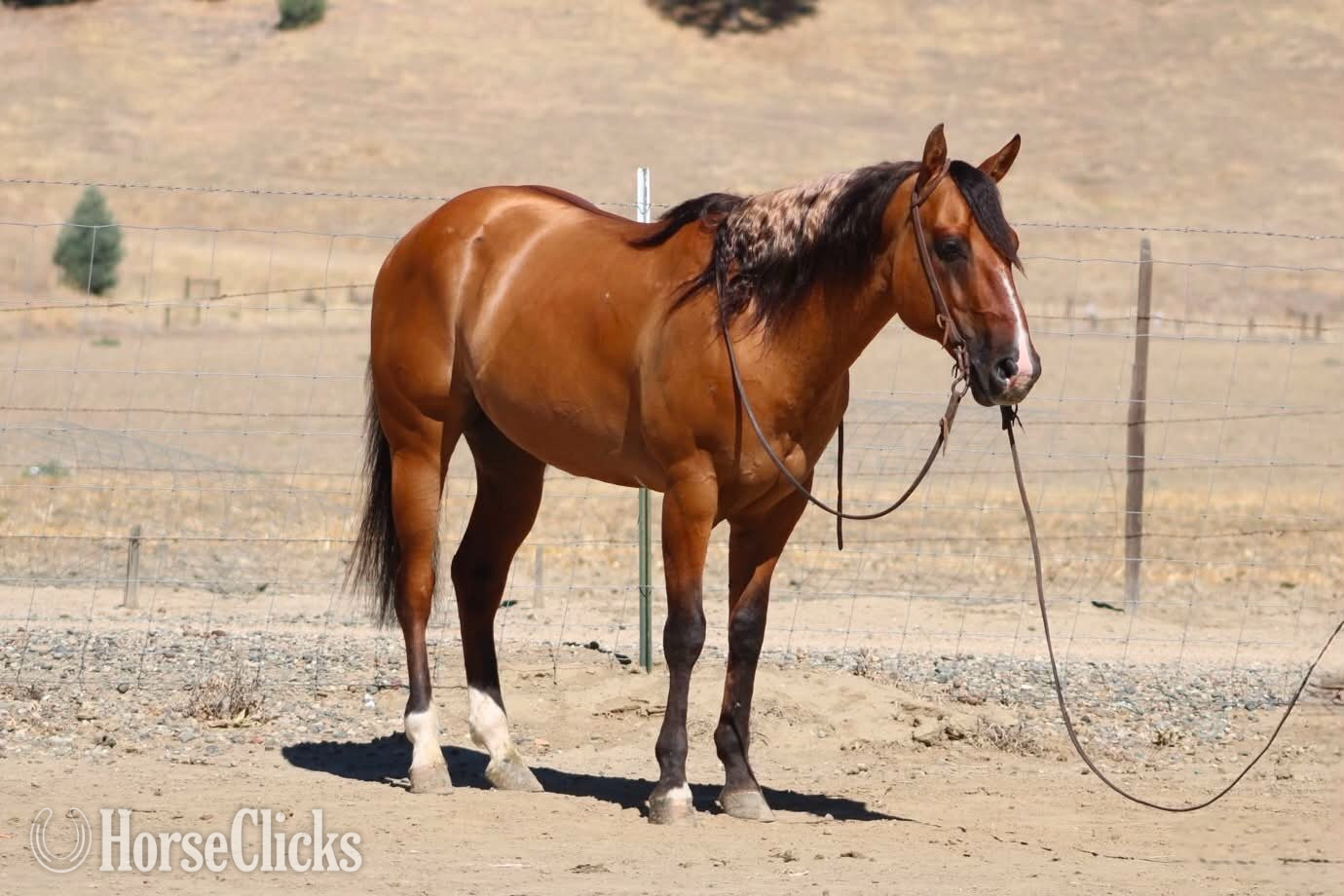 California "ALAMO" Dun Gelding Quarter Horse