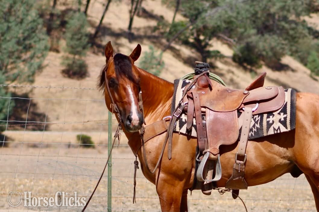 "ALAMO" Dun Gelding Quarter Horse - Quarter Horse in California