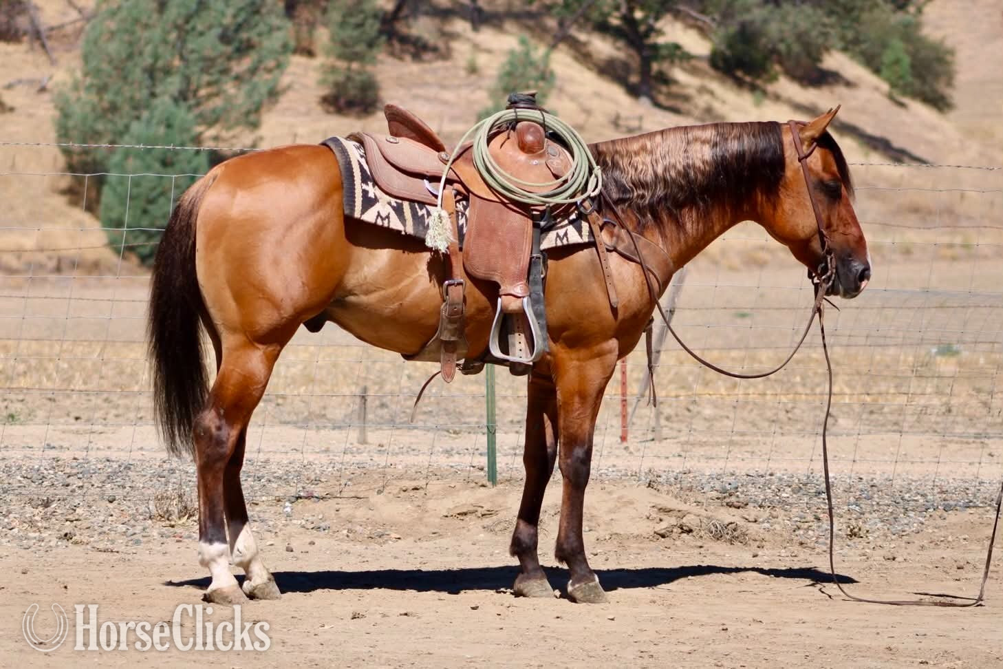 "ALAMO" Dun Gelding Quarter Horse California