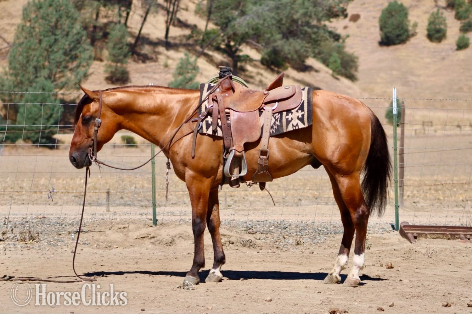 Quarter Horse - "ALAMO" Dun Gelding Quarter Horse in California