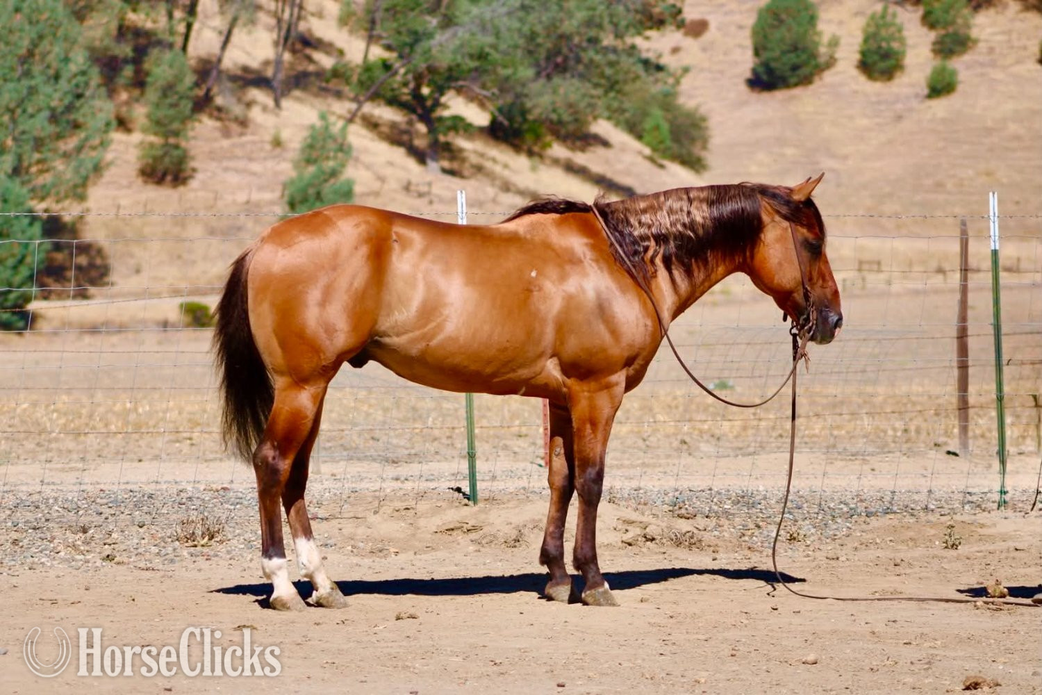 Quarter Horse - "ALAMO" Dun Gelding Quarter Horse
