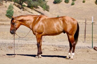 "ALAMO" Dun Gelding Quarter Horse