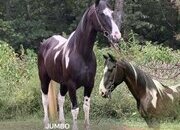 "JUMBO" Tabiano Gelding Spotted Saddle