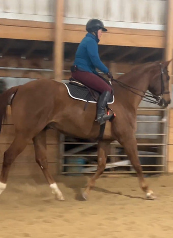 "Lex Be Friends "Lexington"" Chestnut Gelding Appendix