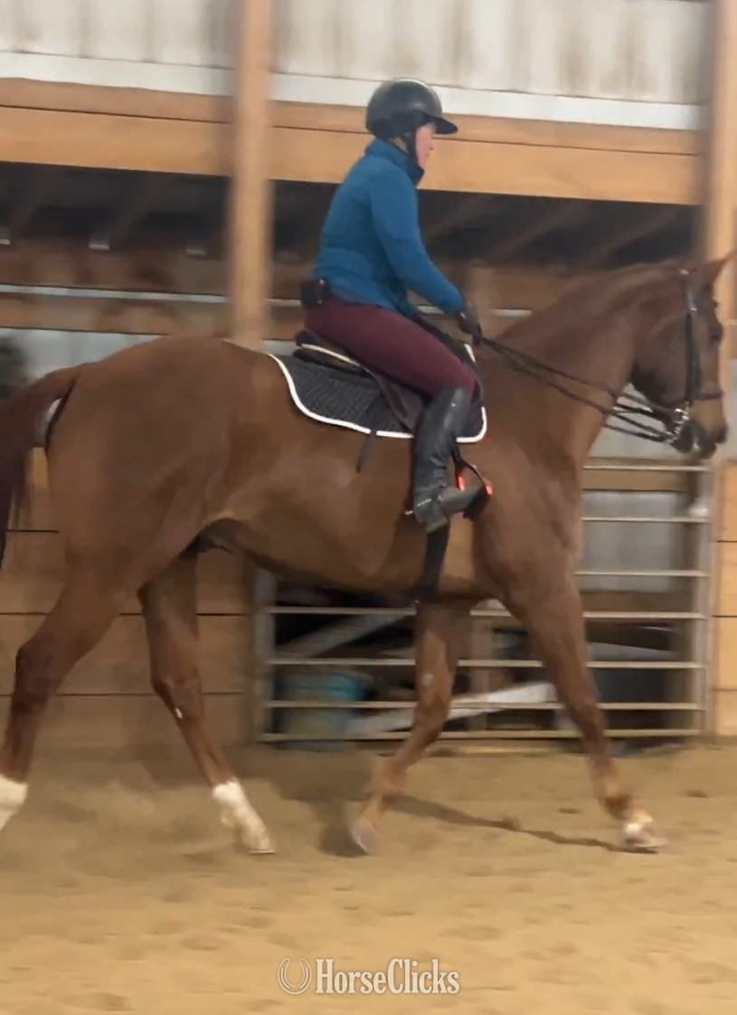 "Lex Be Friends "Lexington"" Chestnut Gelding Appendix in Colorado