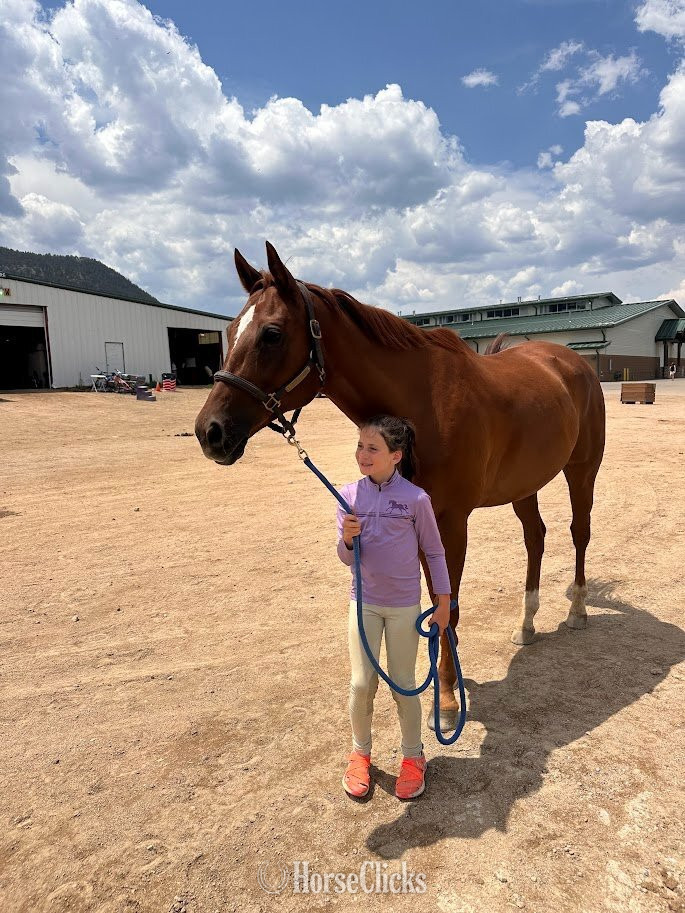 "Lex Be Friends "Lexington"" Chestnut Gelding Appendix