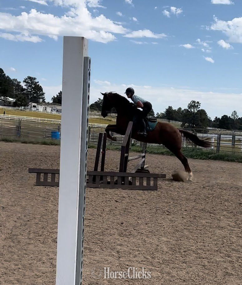 Colorado "Lex Be Friends "Lexington"" Chestnut Gelding Appendix