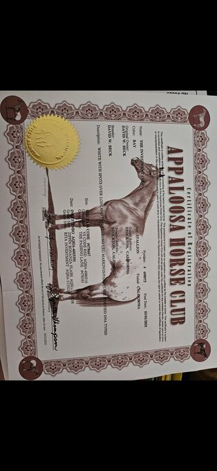 "Index. " Spotted Gelding Appaloosa