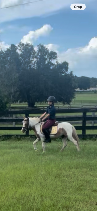 "Bonnie" Pinto Mare Shetland Pony