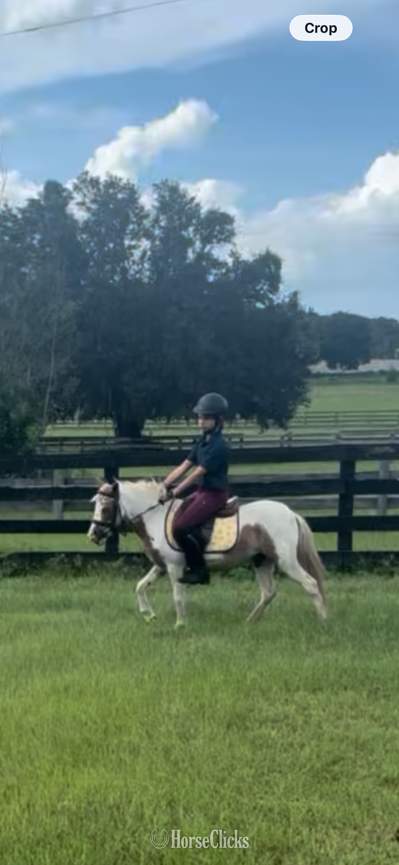 "Bonnie" Pinto Mare Shetland Pony in Florida