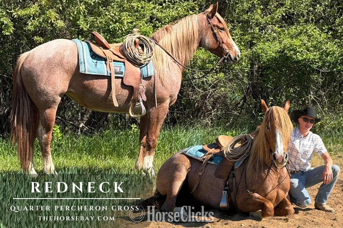 "Redneck" Red Roan Mare Quarter Horse in Michigan