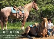 "Redneck" Red Roan Mare Quarter Horse