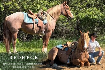 "Redneck" Red Roan Mare Quarter Horse