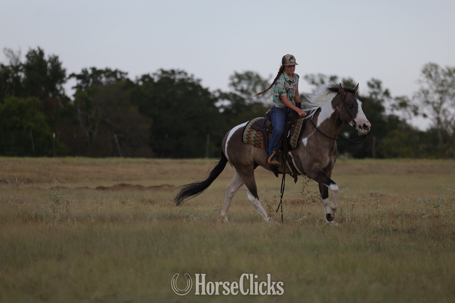 "Onyx " Dun Gelding Paint - Paint