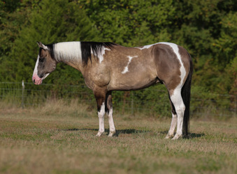 "Onyx " Dun Gelding Paint