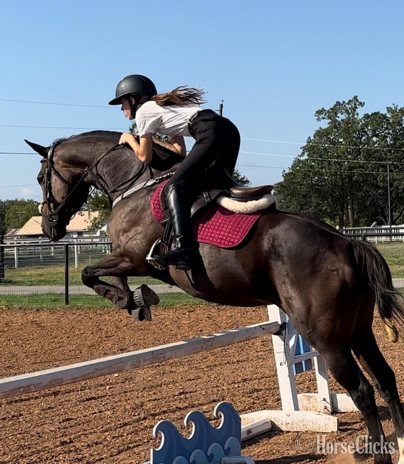 "Gooie" Bay Mare Thoroughbred in Texas