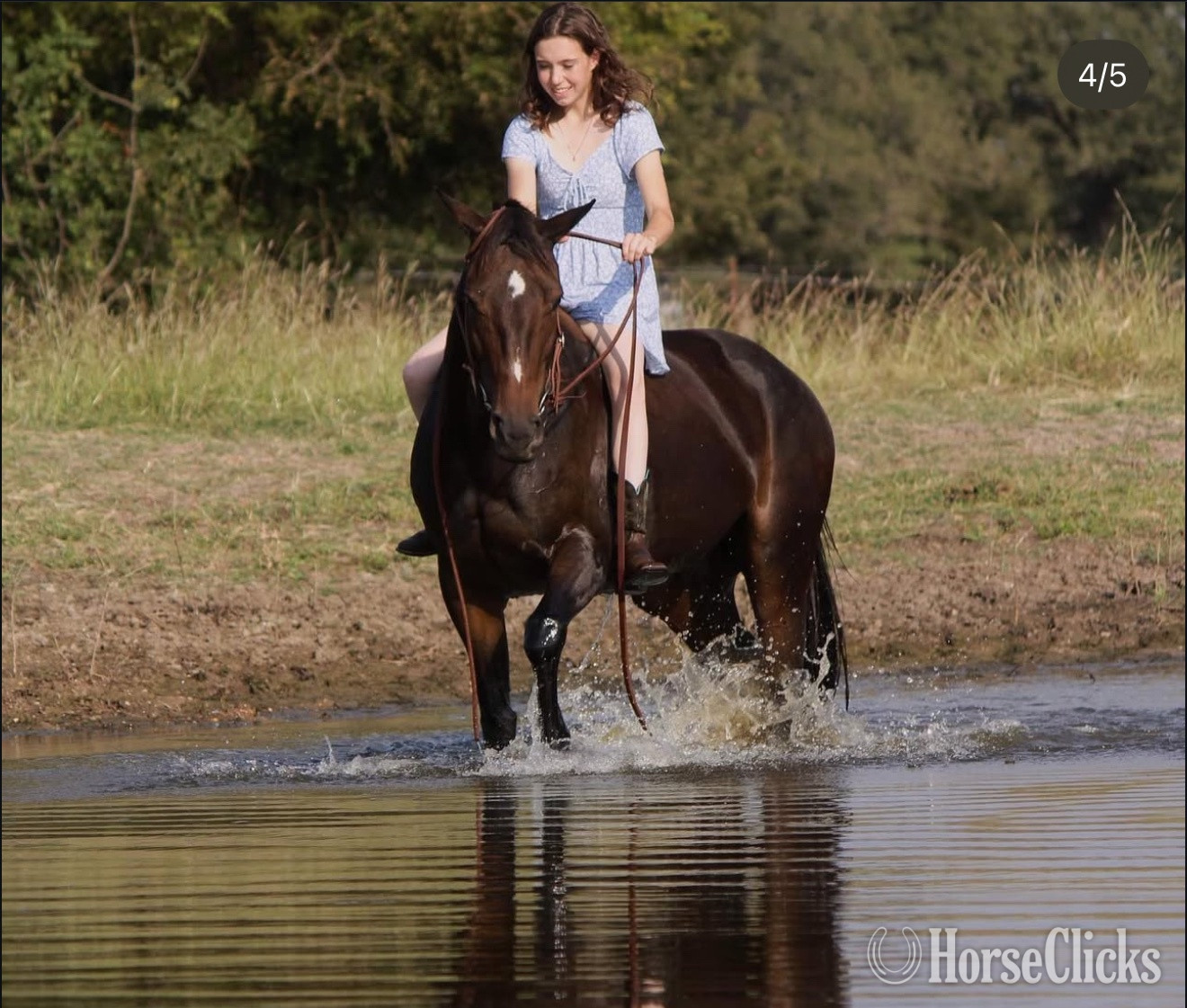 "Gooie" Bay Mare Thoroughbred