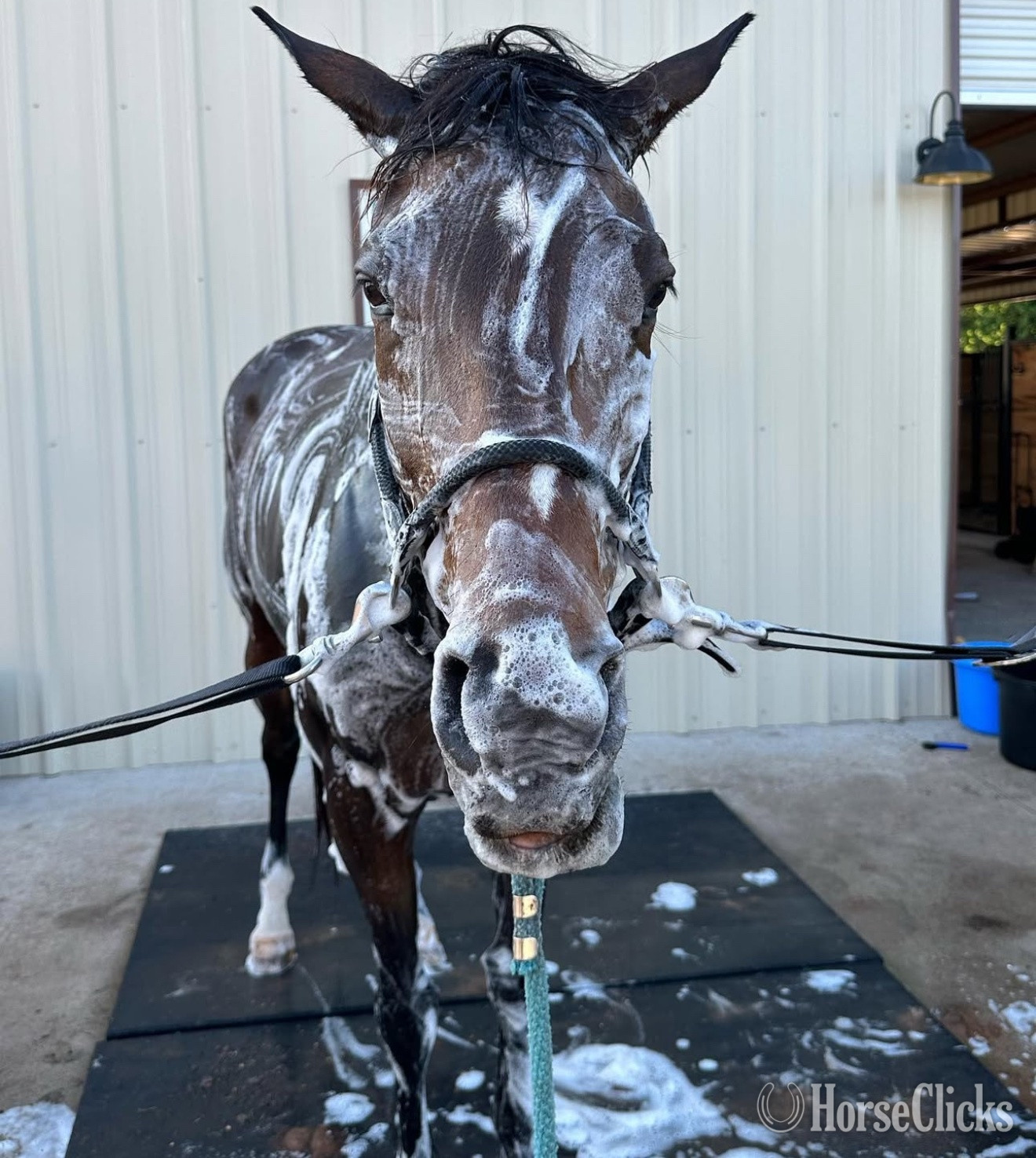 Texas "Gooie" Bay Mare Thoroughbred