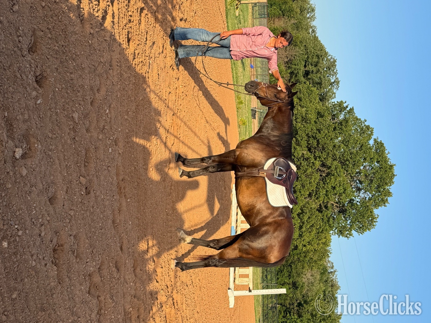 "Gooie" Bay Mare Thoroughbred - Thoroughbred in Texas