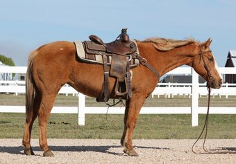 Quarter Horses for Sale | Horse Classifieds | HorseClicks