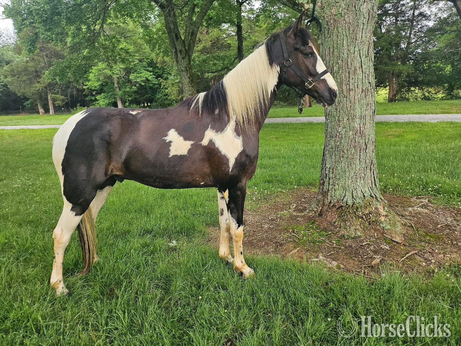 "Jack Knife" Spotted Gelding Spotted Saddle in Tennessee