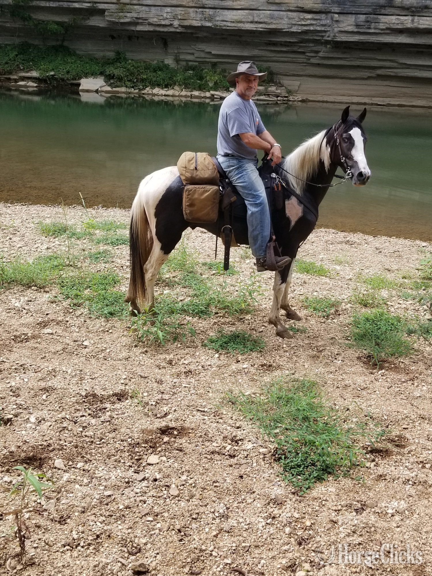 Tennessee "Jack Knife" Spotted Gelding Spotted Saddle