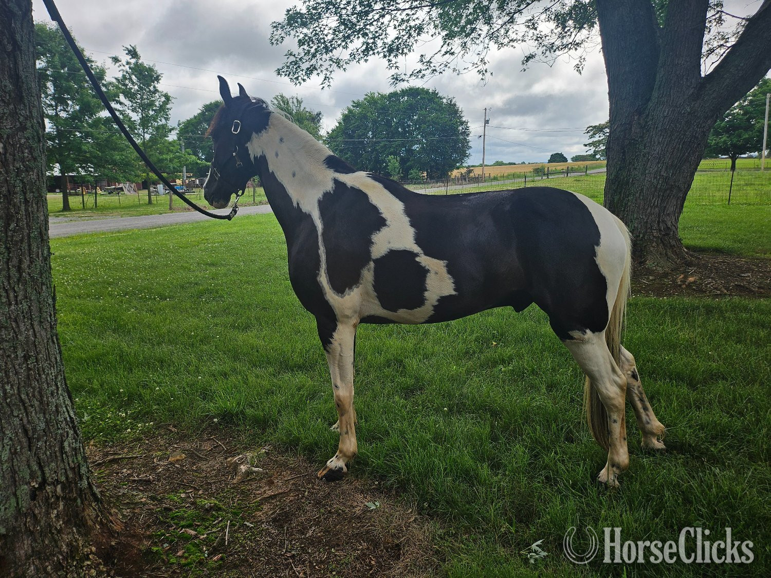 "Jack Knife" Spotted Gelding Spotted Saddle - Spotted Saddle in Tennessee