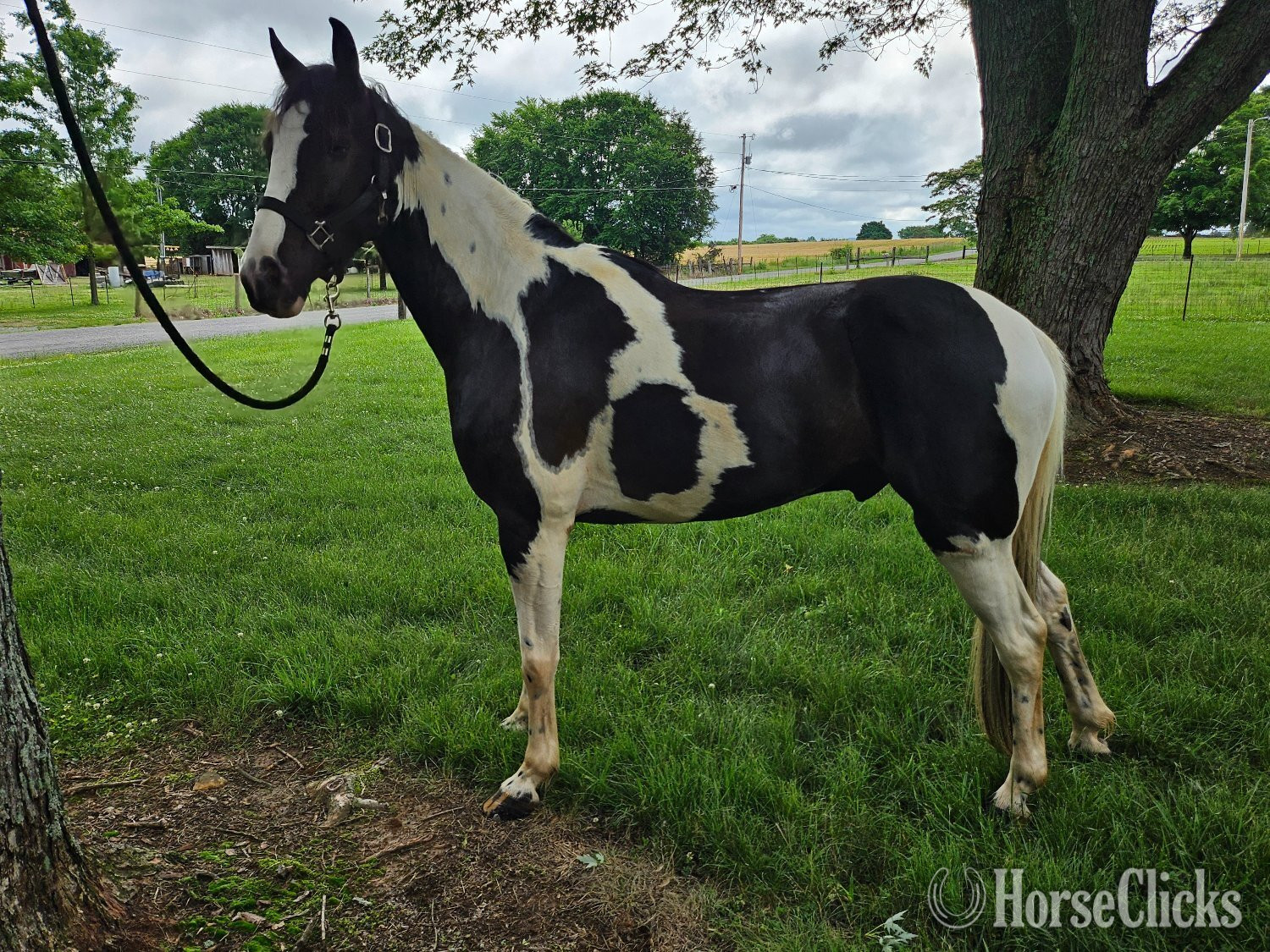 "Jack Knife" Spotted Gelding Spotted Saddle - Spotted Saddle