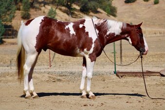 "CHIEF TWO EYED JO" Chestnut Gelding Paint