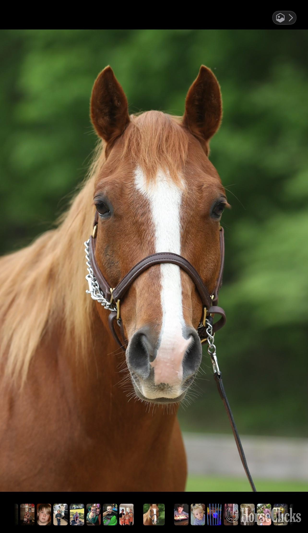 "Suns Lil Peppy" Chestnut Gelding Quarter Horse
